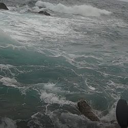 夏ヒラスズキ狙いで、暴風雨の中のサラシから引きずりだした！！